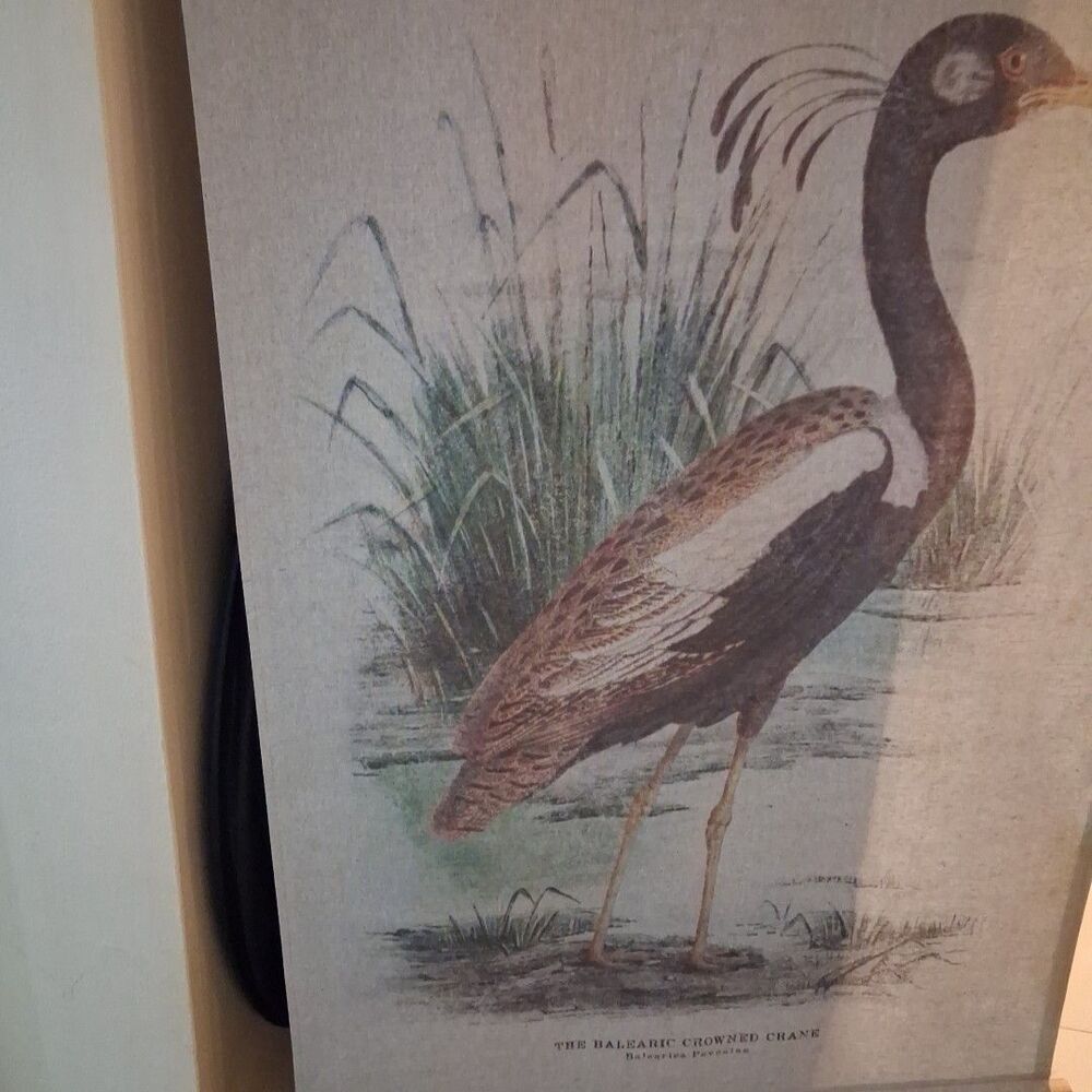 Vintage Style Pull Down Bird Scroll Illustration Wall Art Balearic Crowned Crane